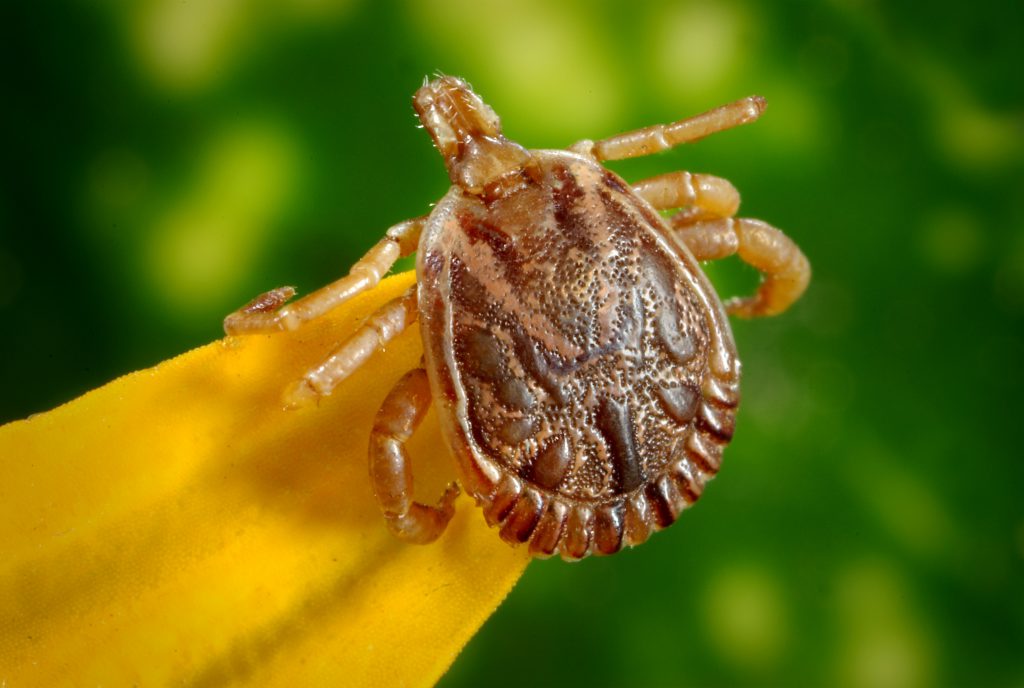 Here’s Everything You Need to Know About Ticks